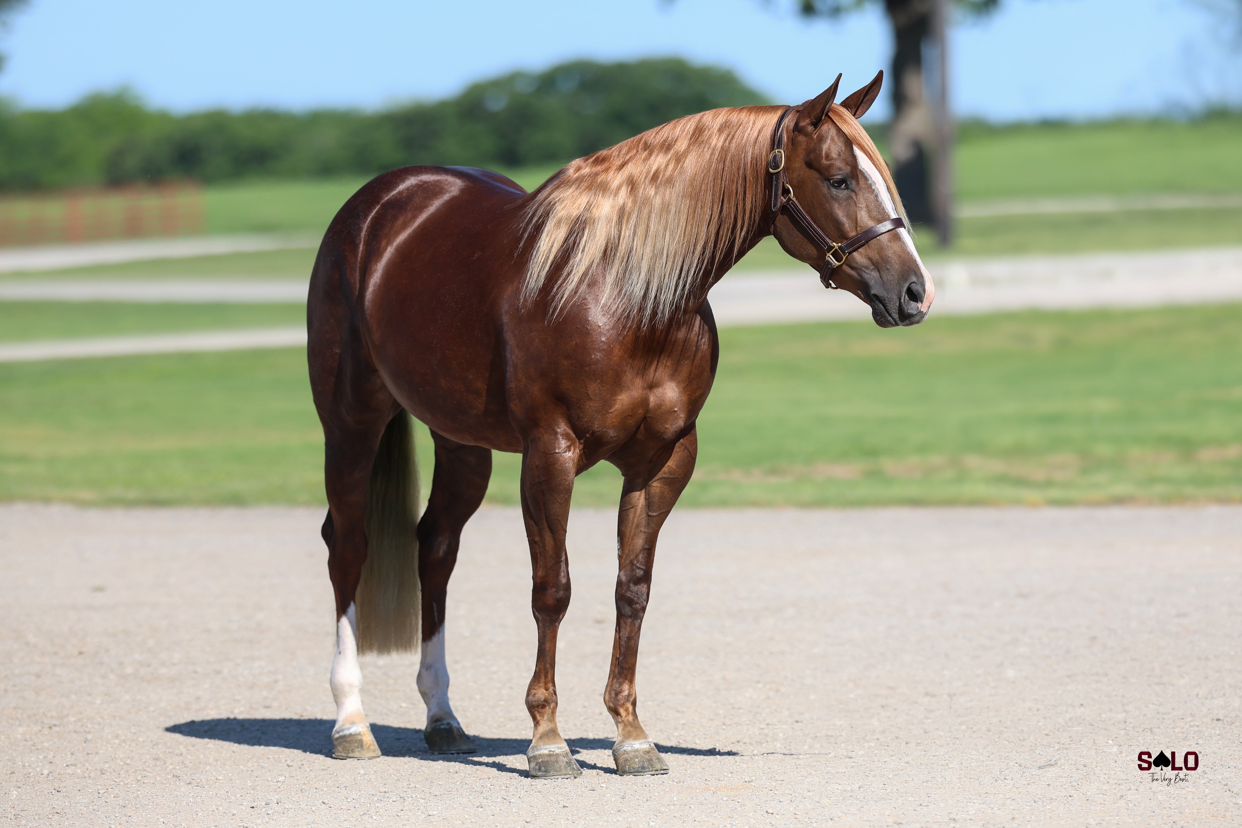 SALE HORSES – relentlessremuda