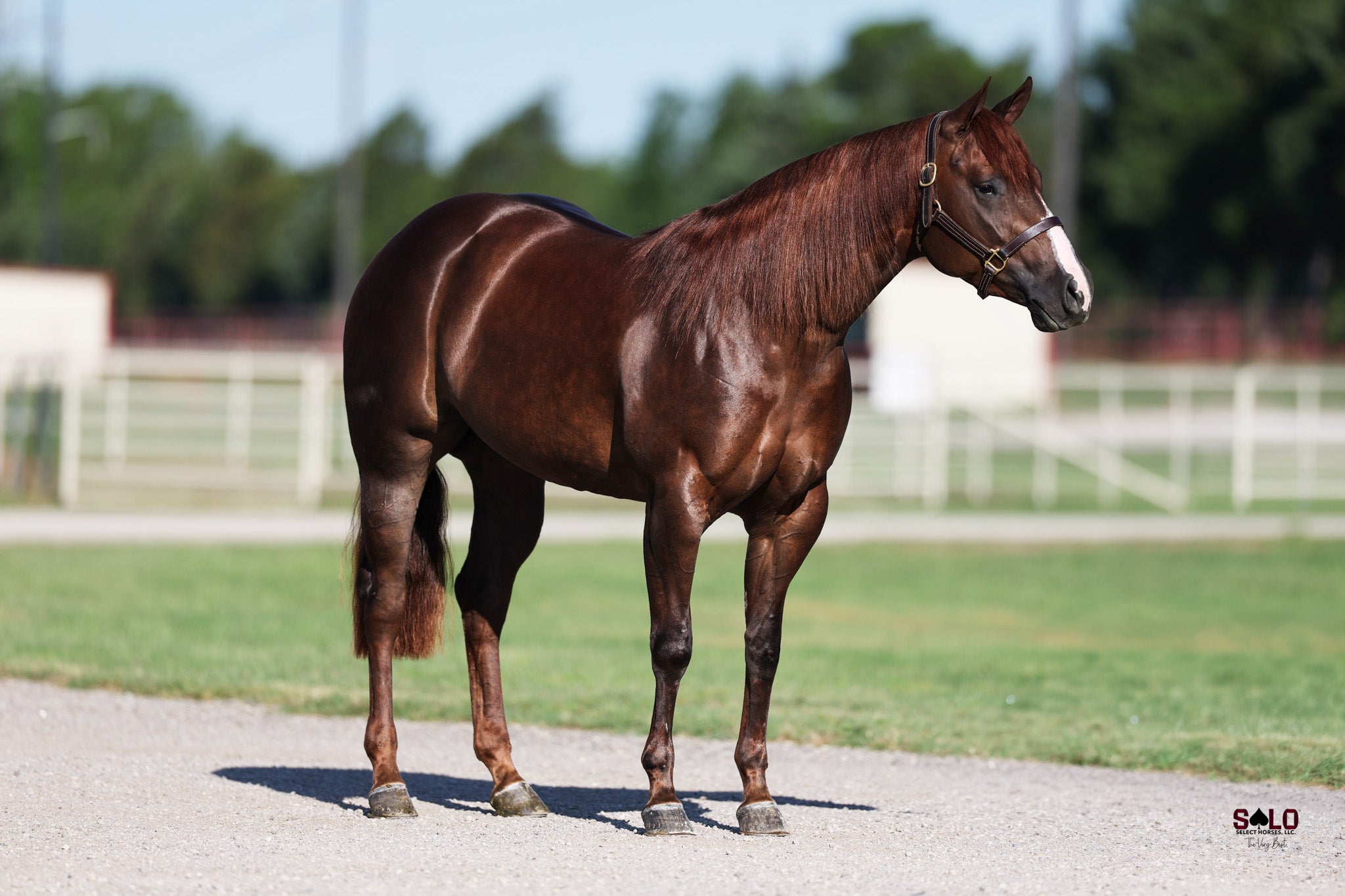 SALE HORSES – relentlessremuda
